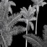 Palmy Roystonea Regia - Pandora-land