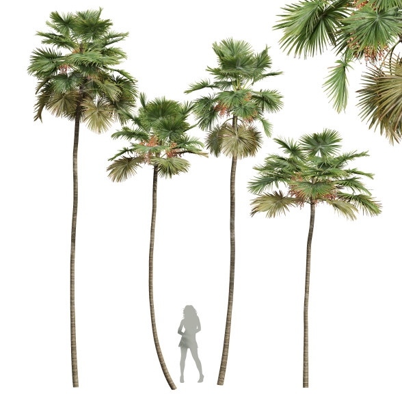 Palmy Saribus Rotundifolius Fruit model 3D