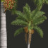 Palmas Roystonea regia fruta - Pandora-land