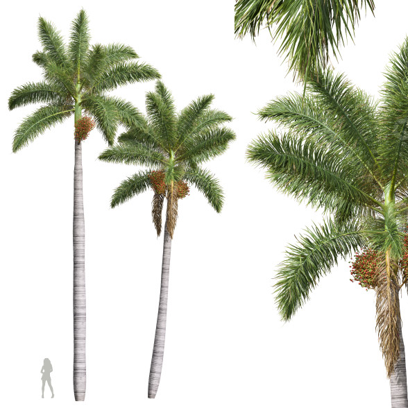 Palmas Roystonea regia fruta Modelo 3D
