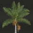 Palmas Roystonea regia fruta mediana - Pandora-land