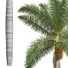 Palmas Roystonea regia fruta mediana - Pandora-land