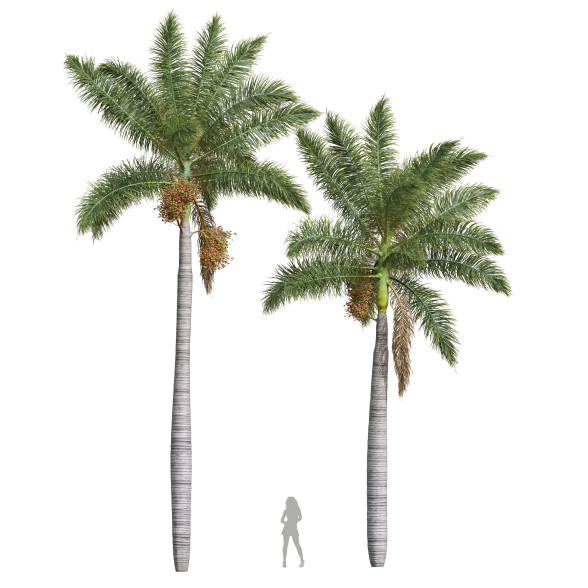 Palmas Roystonea regia fruta mediana Modelo 3D