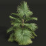 Palmas Saribus rotundifolius pequeño - Pandora-land