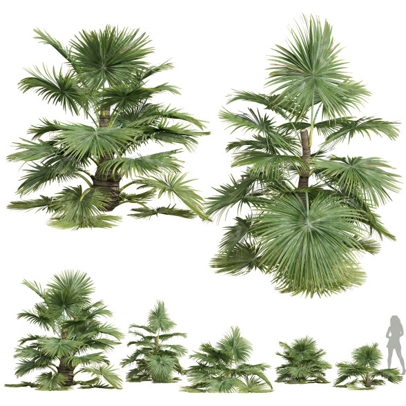 Palmas Saribus rotundifolius pequeño Modelo 3D