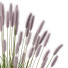 L'herbe HQ Plantes Pennisetum Alopecuroides Lampenputzergras Fontaine Hameln Version 04 - Pandora-land