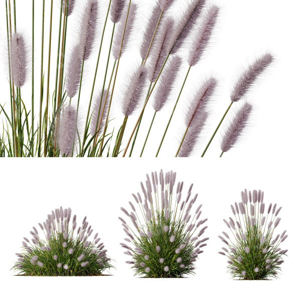 L'herbe HQ Plantes Pennisetum Alopecuroides Lampenputzergras Fontaine Hameln Version 04 modèle 3D