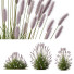 L'herbe HQ Plantes Pennisetum Alopecuroides Lampenputzergras Fontaine Hameln Version 04 - Pandora-land