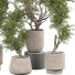 Plantas en macetas Plantas de interior 344 - uniquevry