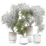Plantas en macetas Plantas de interior 344 - uniquevry