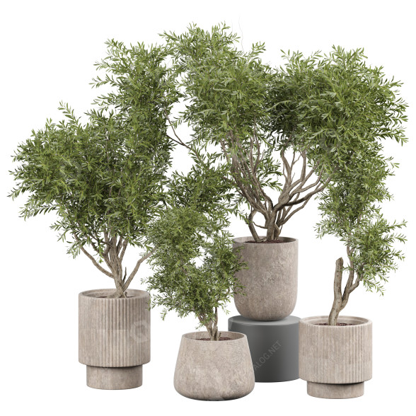 Plantas en macetas Plantas de interior 344 Modelo 3D