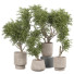 Plantas en macetas Plantas de interior 344 - uniquevry