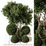 Drzewa i krzewy Outdoor Plant 233 - uniquevry