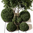 Drzewa i krzewy Outdoor Plant 233 - uniquevry