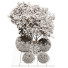 Drzewa i krzewy Outdoor Plant 233 - uniquevry