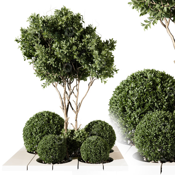 Drzewa i krzewy Outdoor Plant 233 model 3D