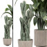 Plantas en macetas Plantas de interior 355 - uniquevry