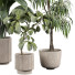 Plantas en macetas Plantas de interior 355 - uniquevry