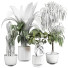 Plantas en macetas Plantas de interior 355 - uniquevry