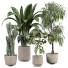 Plantas en macetas Plantas de interior 355 - uniquevry