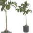 Plantas en macetas Plantas de interior 295 - uniquevry
