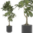 Plantas en macetas Plantas de interior 295 - uniquevry