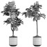 Plantas en macetas Plantas de interior 295 - uniquevry