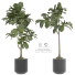 Plantas en macetas Plantas de interior 295 - uniquevry