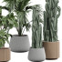 Plantas en macetas Plantas de interior 354 - uniquevry
