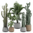 Plantas en macetas Plantas de interior 354 - uniquevry
