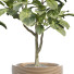 Planta en maceta Plantas de interior 296 - uniquevry