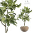 Planta en maceta Plantas de interior 296 - uniquevry
