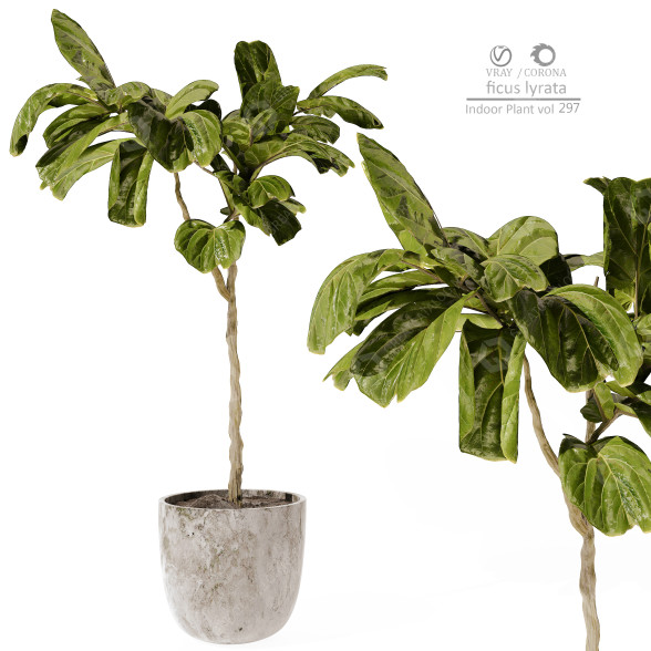 Planta en maceta Plantas de interior 297 Modelo 3D