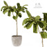 Planta en maceta Plantas de interior 297 - uniquevry