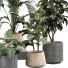 Plantes en pot Plantes d'intérieur 353 - uniquevry