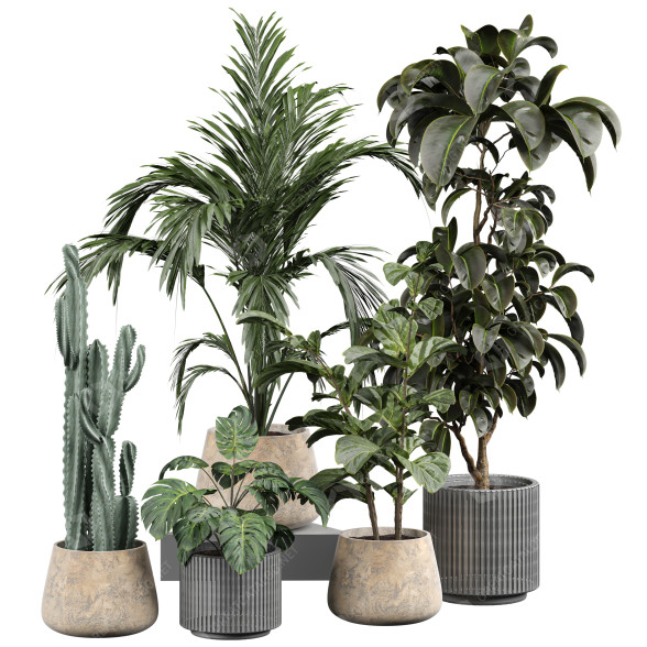 Plantes en pot Plantes d'intérieur 353 modèle 3D