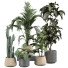 Plantes en pot Plantes d'intérieur 353 - uniquevry