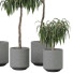 Plantas en macetas Plantas de interior 352 - uniquevry