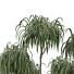 Plantas en macetas Plantas de interior 352 - uniquevry