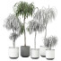 Plantas en macetas Plantas de interior 352 - uniquevry