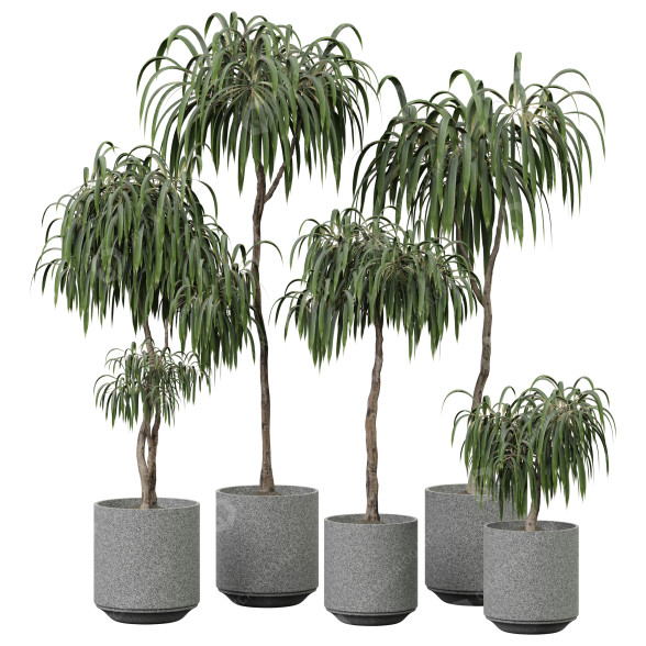 Plantas en macetas Plantas de interior 352 Modelo 3D