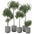 Plantas en macetas Plantas de interior 352 - uniquevry