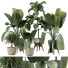 Plantas en macetas Plantas de interior 351 - uniquevry