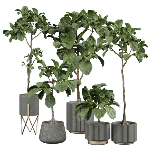Topfpflanzen Zimmerpflanzen 350 3D-Modell