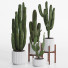 Cacti Set - SpinelCGI
