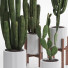 Cacti Set - SpinelCGI