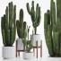 Cacti Set - SpinelCGI
