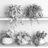 Potted Plants Plants on Shelf 11 - nr.asgari