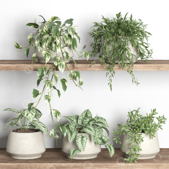 Potted Plants Plants on Shelf 11 3D model