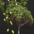 Árboles Mangifera indica mango - Pandora-land